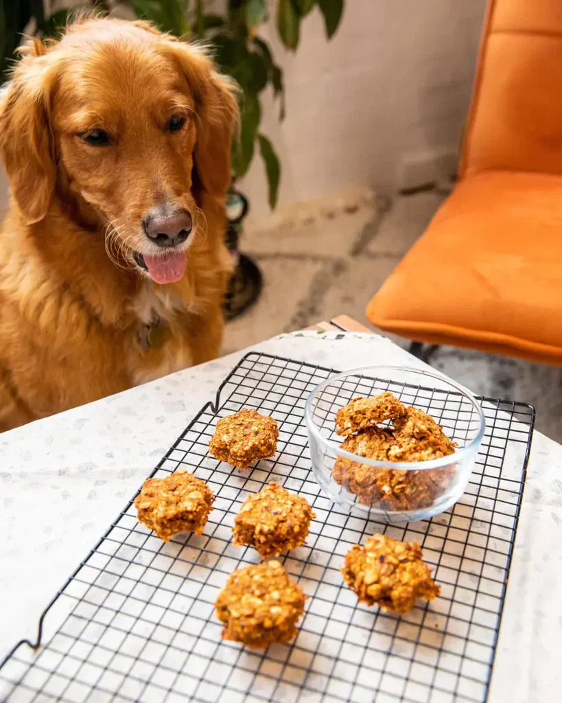 Món Ăn Vặt Cho Cún Cưng Từ Bã Rau Củ